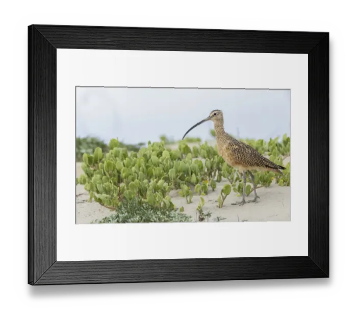Framed Print : Long-billed curlew at the beach