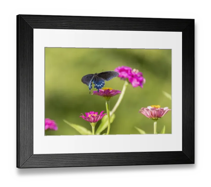 Framed Print : Pipevine swallowtail flying Framed Print : Pipevine swallowtail flying