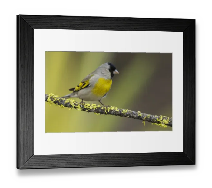 Framed Print : Lawrences goldfinch Framed Print : Lawrences goldfinch