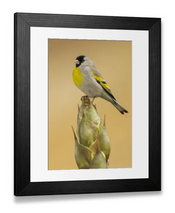 Framed Print : Lawrences goldfinch Framed Print : Lawrences goldfinch