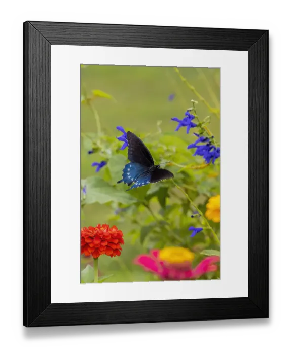 Framed Print : Pipevine swallowtail flying