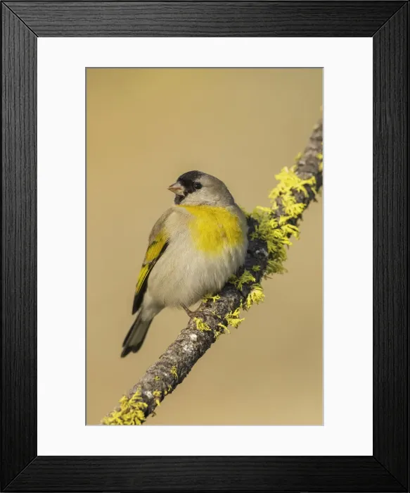 Framed Print : Lawrences goldfinch