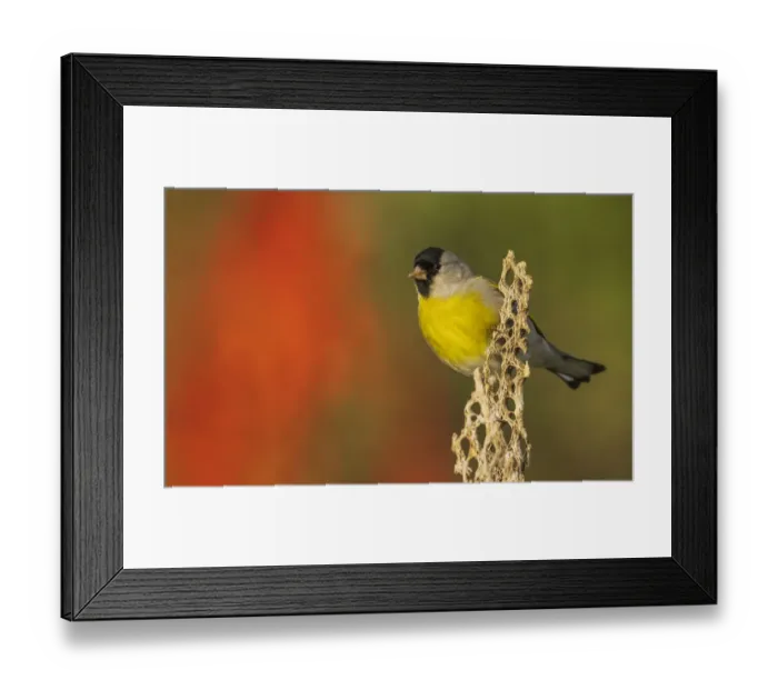 Framed Print : Lawrences goldfinch