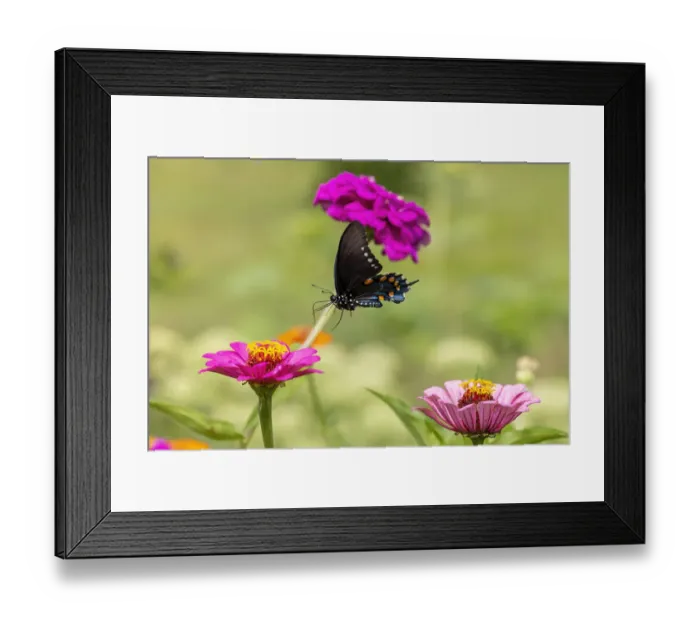 Framed Print : Pipevine swallowtail flying Framed Print : Pipevine swallowtail flying