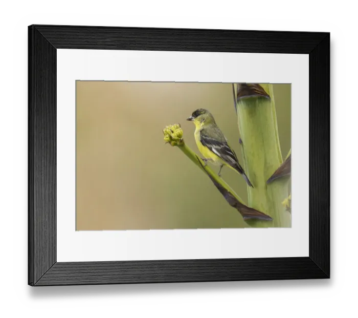 Framed Print : Lesser goldfinch Framed Print : Lesser goldfinch