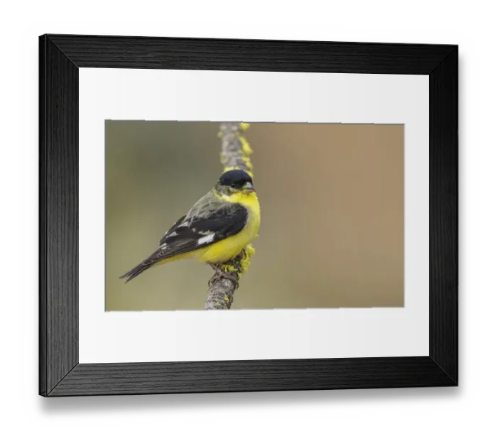 Framed Print : Lesser goldfinch Framed Print : Lesser goldfinch