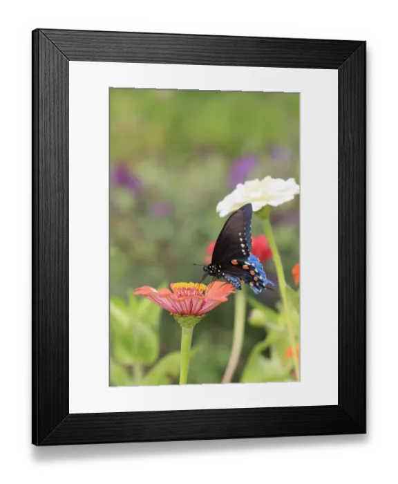 Framed Print : Pipevine swallowtail on zinnia