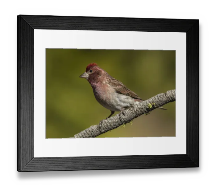 Framed Print : Purple finch Framed Print : Purple finch
