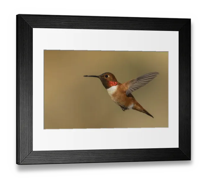 Framed Print : Male Rufous hummingbird Framed Print : Male Rufous hummingbird