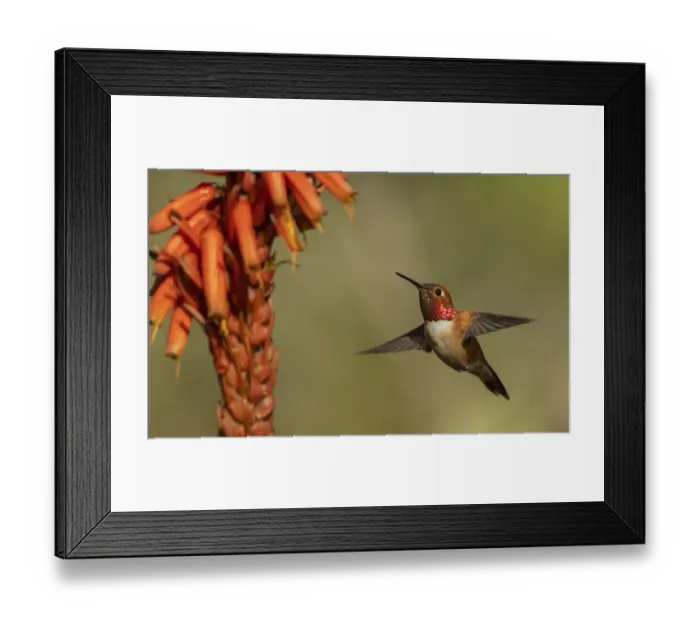 Framed Print : Rufous hummingbird, cholla blooms Framed Print : Rufous hummingbird, cholla blooms
