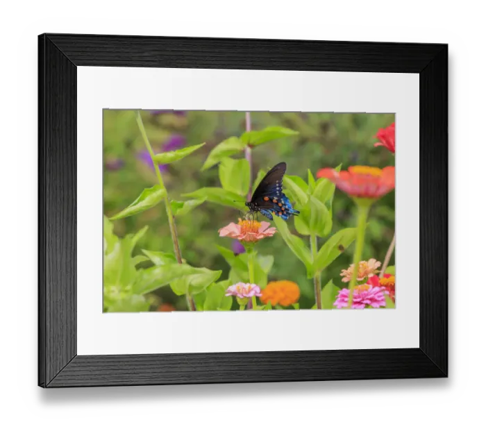 Framed Print : Pipevine swallowtail on zinnia Framed Print : Pipevine swallowtail on zinnia