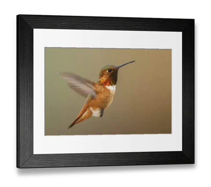 Framed Print : Male Rufous hummingbird Framed Print : Male Rufous hummingbird