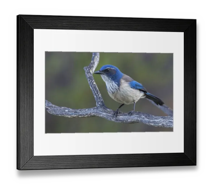 Framed Print : California scrub jay