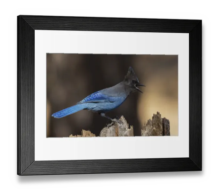Framed Print : Stellers jay Framed Print : Stellers jay