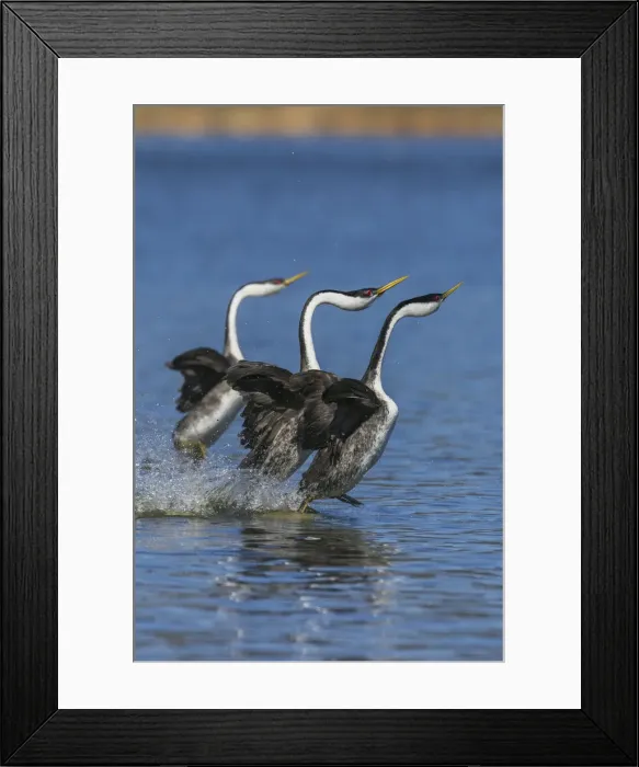 Framed Print : Western grebes rushing Framed Print : Western grebes rushing