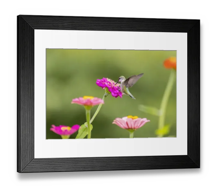 Framed Print : Ruby-throated hummingbird Framed Print : Ruby-throated hummingbird