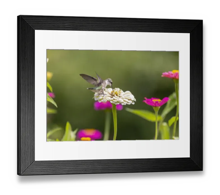 Framed Print : Ruby-throated hummingbird