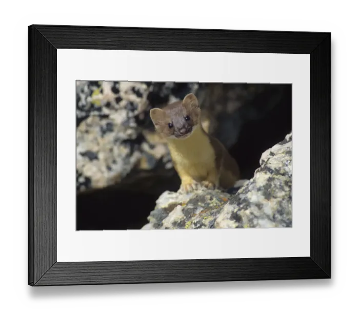 Framed Print : Short-tailed weasel Framed Print : Short-tailed weasel