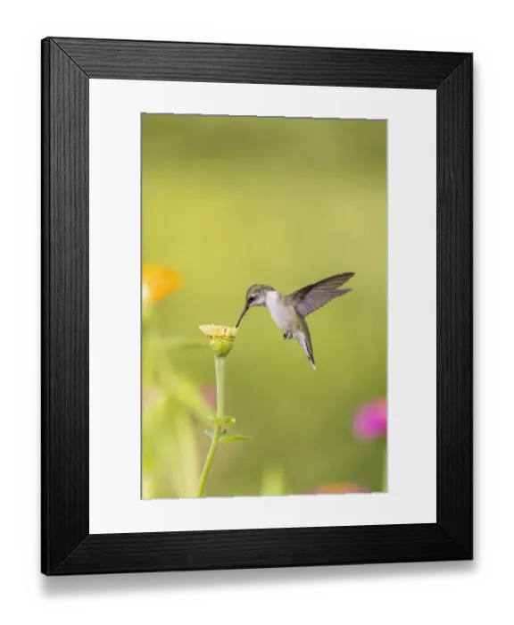 Framed Print : Ruby-throated hummingbird