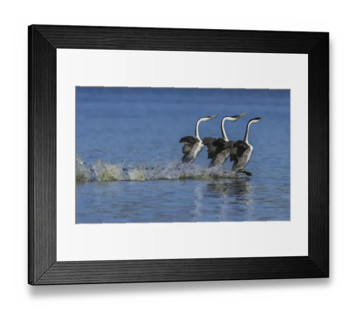 Framed Print : Western grebes rushing display Framed Print : Western grebes rushing display