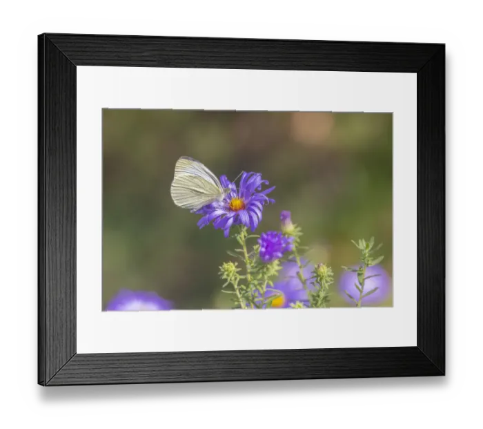 Framed Print : Cabbage white on Frikarts Aster Framed Print : Cabbage white on Frikarts Aster