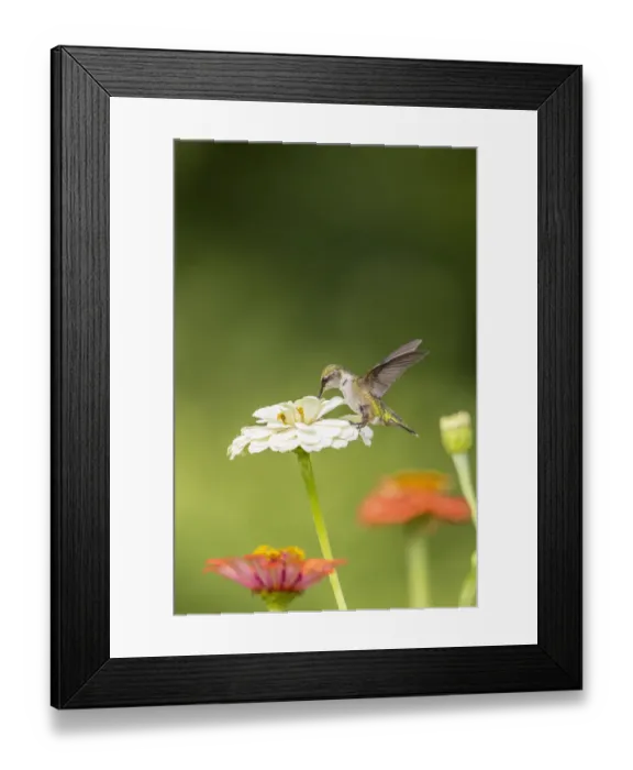 Framed Print : Ruby-throated hummingbird