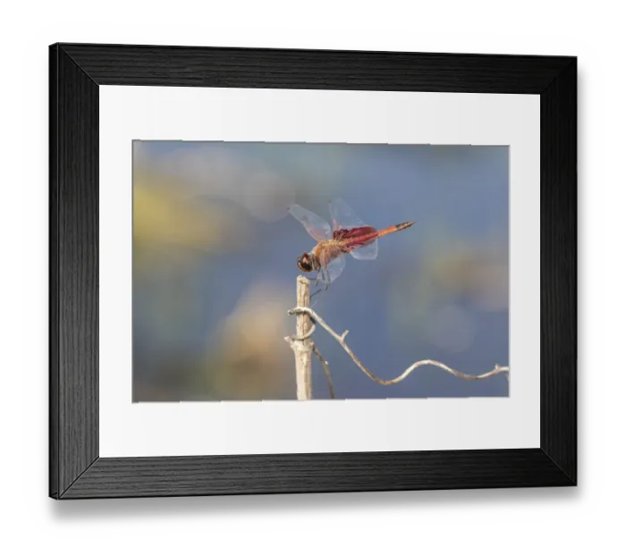 Framed Print : Carolina Saddlebags male Framed Print : Carolina Saddlebags male