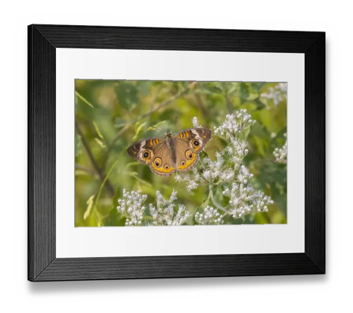 Framed Print : Common Buckeye on Common Boneset Framed Print : Common Buckeye on Common Boneset