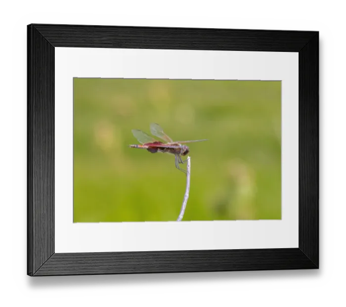 Framed Print : Carolina Saddlebags male Framed Print : Carolina Saddlebags male