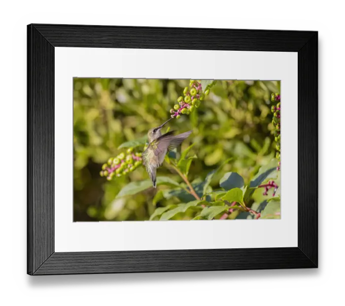 Framed Print : Ruby-throated hummingbird at American pokeweed Framed Print : Ruby-throated hummingbird at American pokeweed