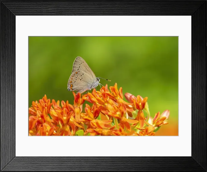 Framed Print : Coral Hairstreak on butterfly milkweed Framed Print : Coral Hairstreak on butterfly milkweed