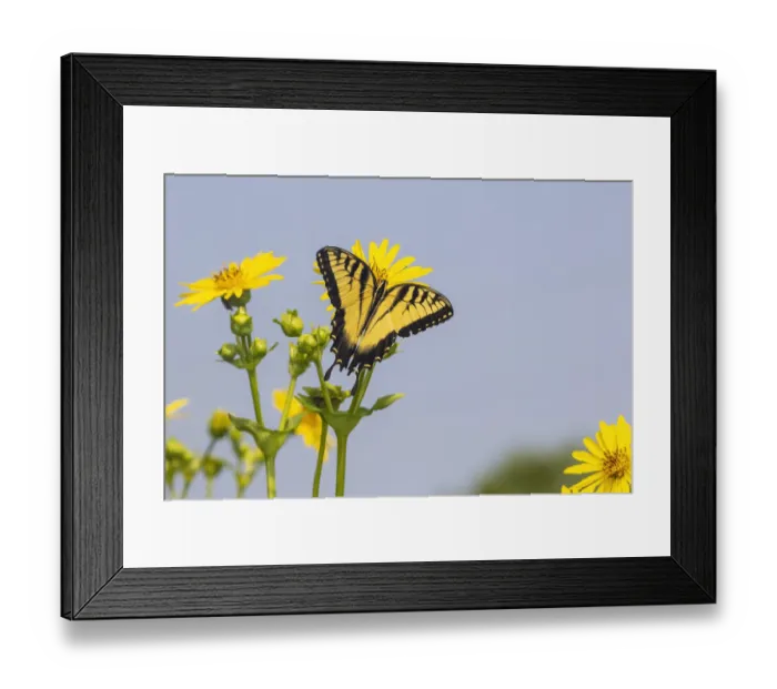 Framed Print : Eastern Tiger swallowtail on Cup plant Framed Print : Eastern Tiger swallowtail on Cup plant