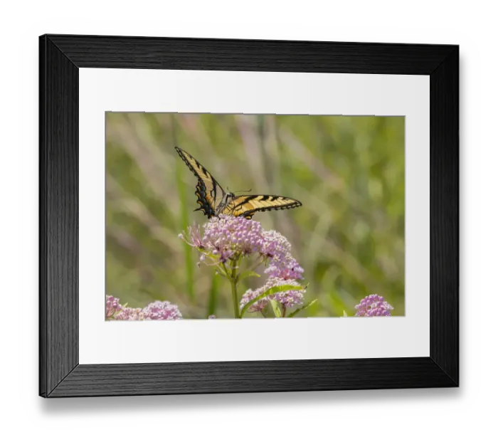 Framed Print : Eastern Tiger swallowtail on swamp milkweed Framed Print : Eastern Tiger swallowtail on swamp milkweed