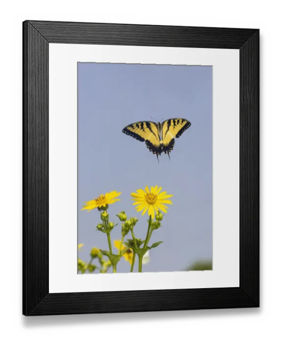 Framed Print : Eastern Tiger swallowtail flying from Cup plant