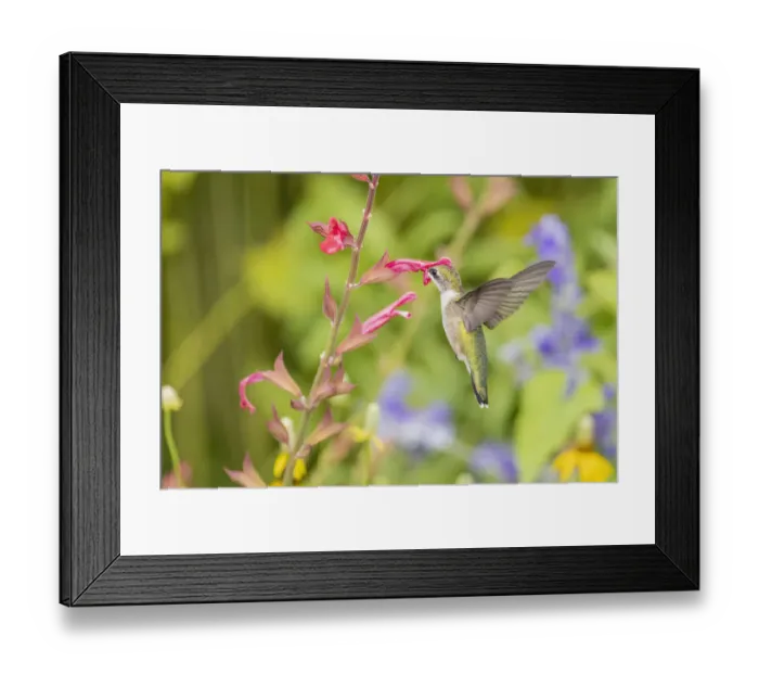 Framed Print : Ruby-throated hummingbird