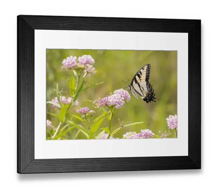 Framed Print : Eastern Tiger swallowtail on swamp milkweed