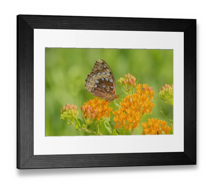 Framed Print : Great Spangled Fritillary on butterfly milkweed