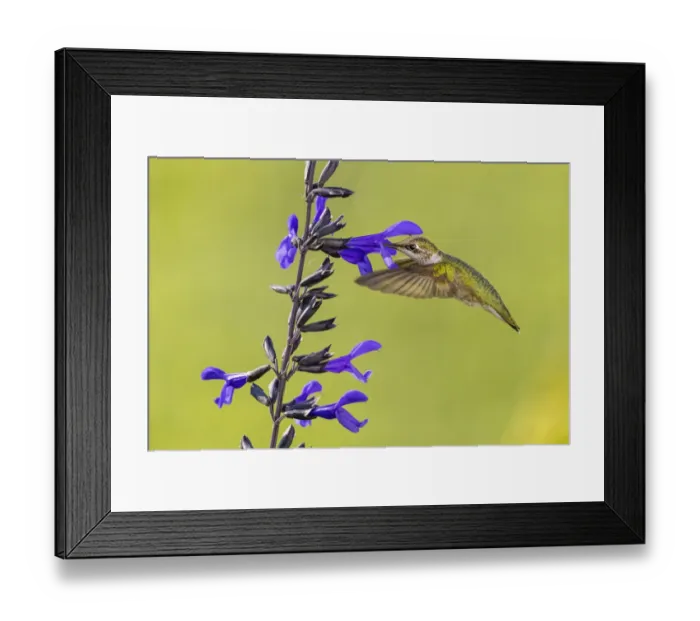 Framed Print : Ruby-throated hummingbird at black and blue salvia