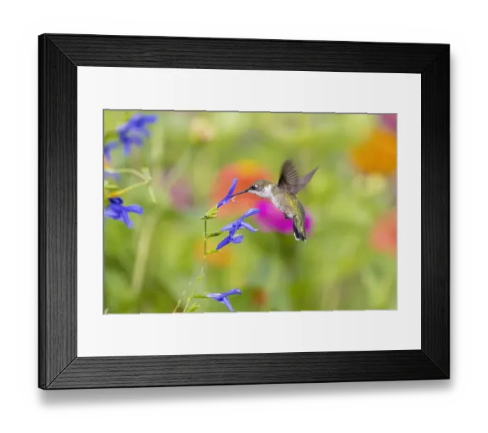 Framed Print : Ruby-throated hummingbird at blue ensign salvia Framed Print : Ruby-throated hummingbird at blue ensign salvia