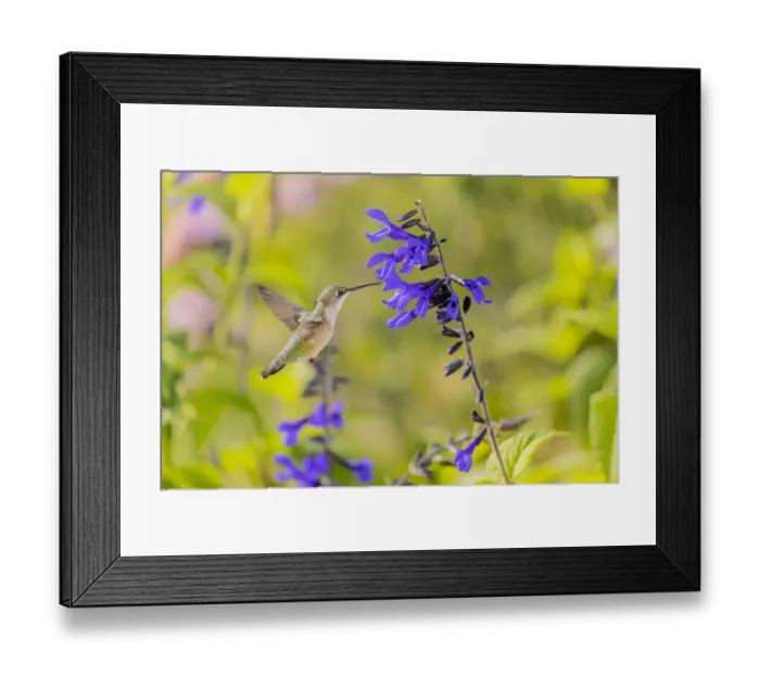 Framed Print : Ruby-throated hummingbird at black and blue salvia Framed Print : Ruby-throated hummingbird at black and blue salvia