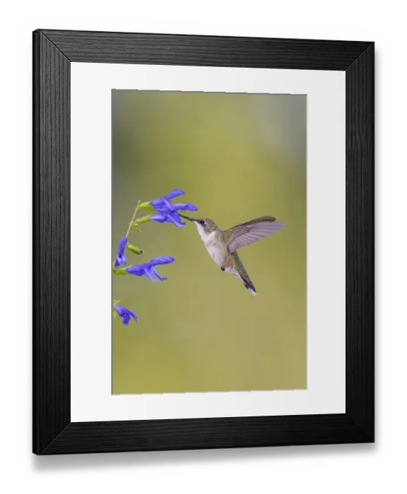 Framed Print : Ruby-throated hummingbird at blue ensign salvia
