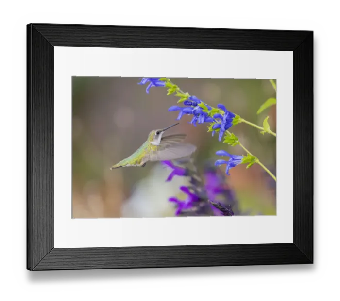 Framed Print : Ruby-throated hummingbird at blue ensign salvia