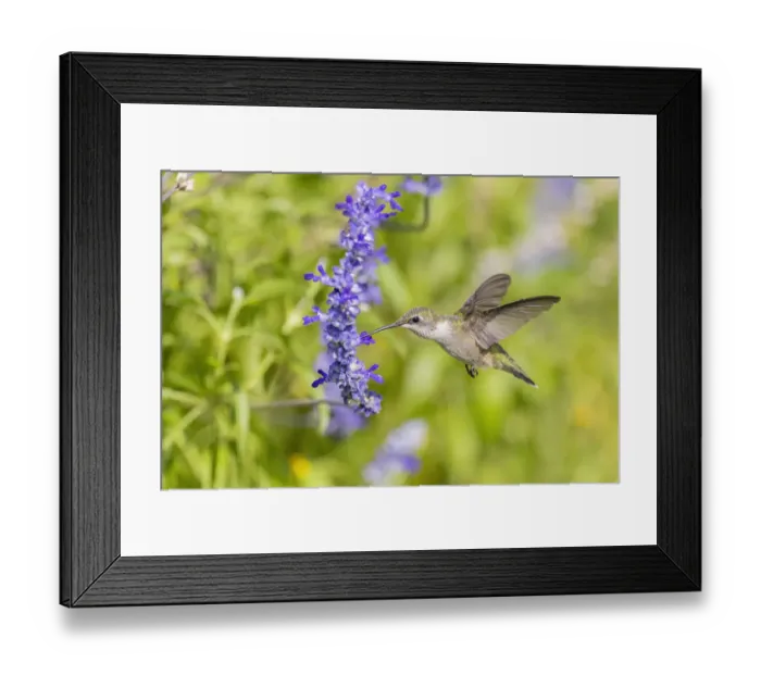 Framed Print : Ruby-throated hummingbird at Victoria blue salvia