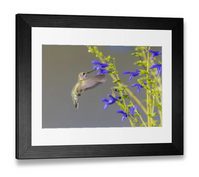 Framed Print : Ruby-throated hummingbird at blue ensign salvia Framed Print : Ruby-throated hummingbird at blue ensign salvia