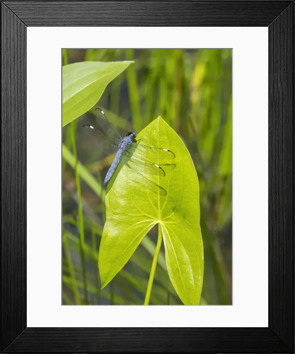 Framed Print : Spangled Skimmer male on Arrowhead plant Framed Print : Spangled Skimmer male on Arrowhead plant