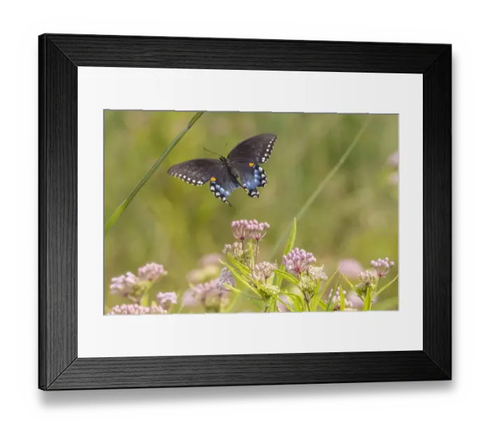 Framed Print : Spicebush swallowtail flying to swamp milkweed Framed Print : Spicebush swallowtail flying to swamp milkweed