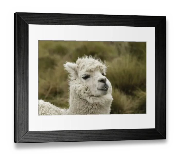 Framed Print : Alpaca, Antisana Ecological Reserve, Ecuador Framed Print : Alpaca, Antisana Ecological Reserve, Ecuador