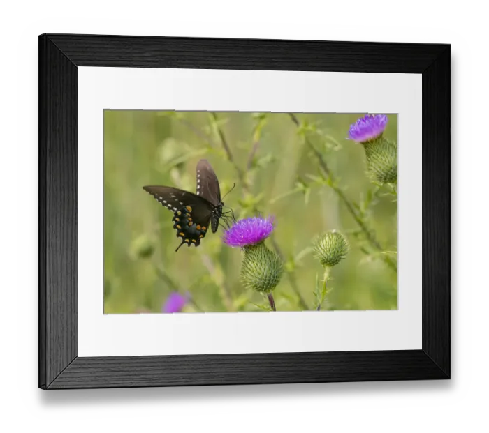 Framed Print : Spicebush swallowtail on Bull thistle Framed Print : Spicebush swallowtail on Bull thistle