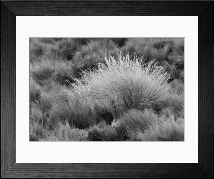 Framed Print : Paramo grass, Antisana Ecological Reserve, Ecuador