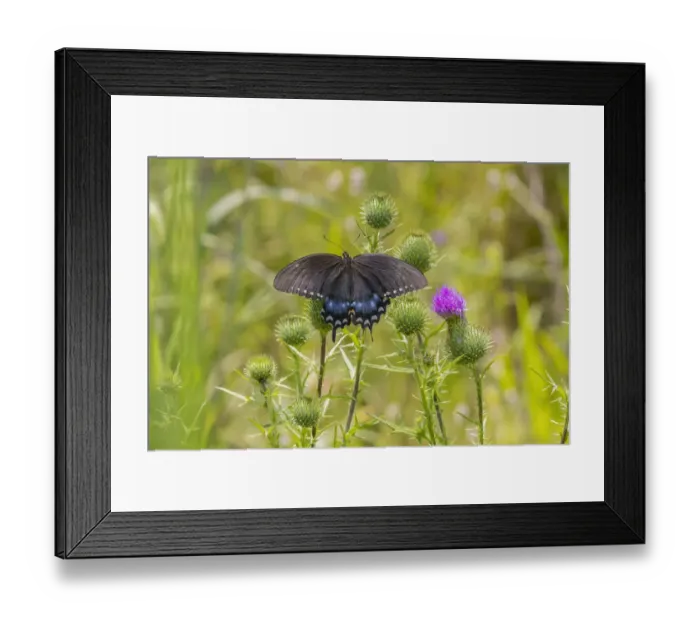 Framed Print : Spicebush swallowtail on Bull thistle